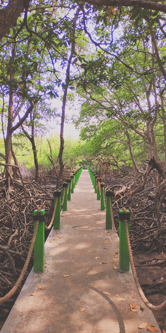 green trees on brown soil in Banyuwangi Indonesia