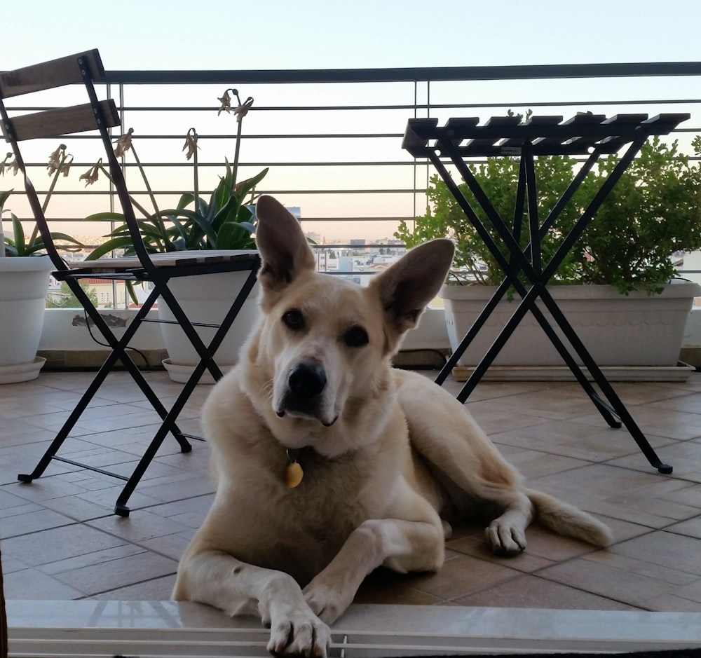 brown short coated dog lying on white floor tiles