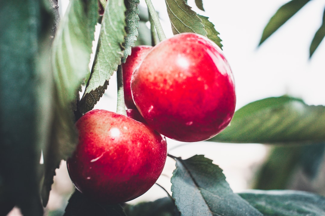 red round fruit on green leaves