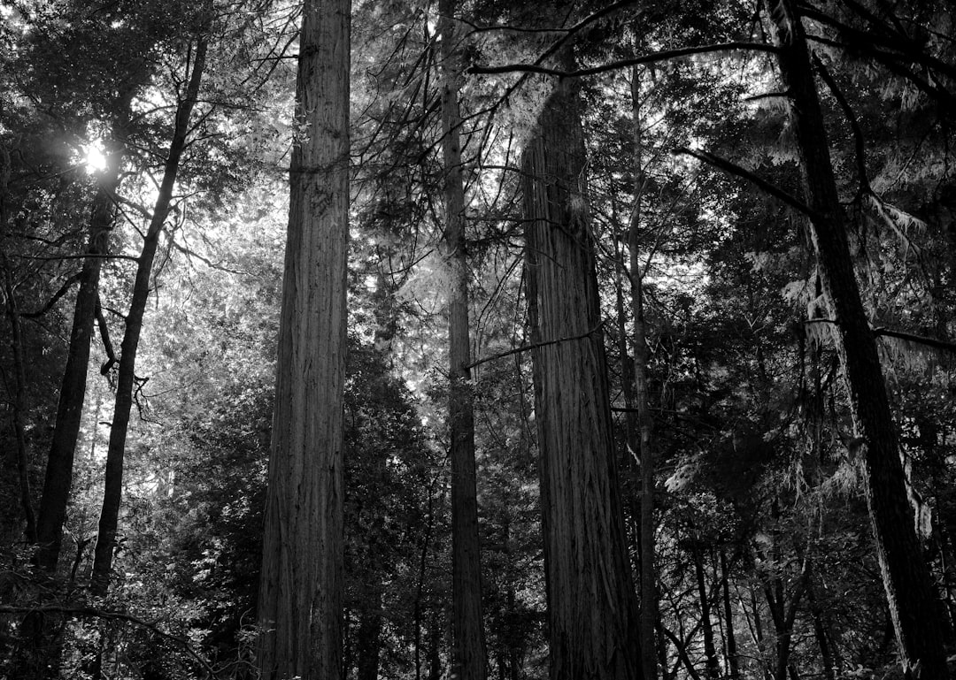 grayscale photo of trees during daytime