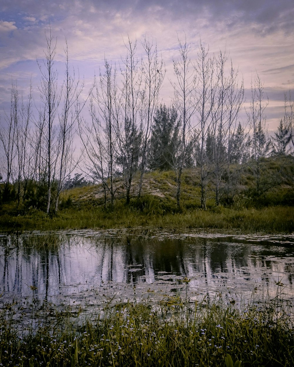 leafless trees on body of water during daytime