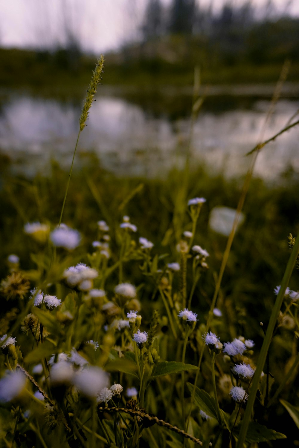 white and purple flowers in tilt shift lens