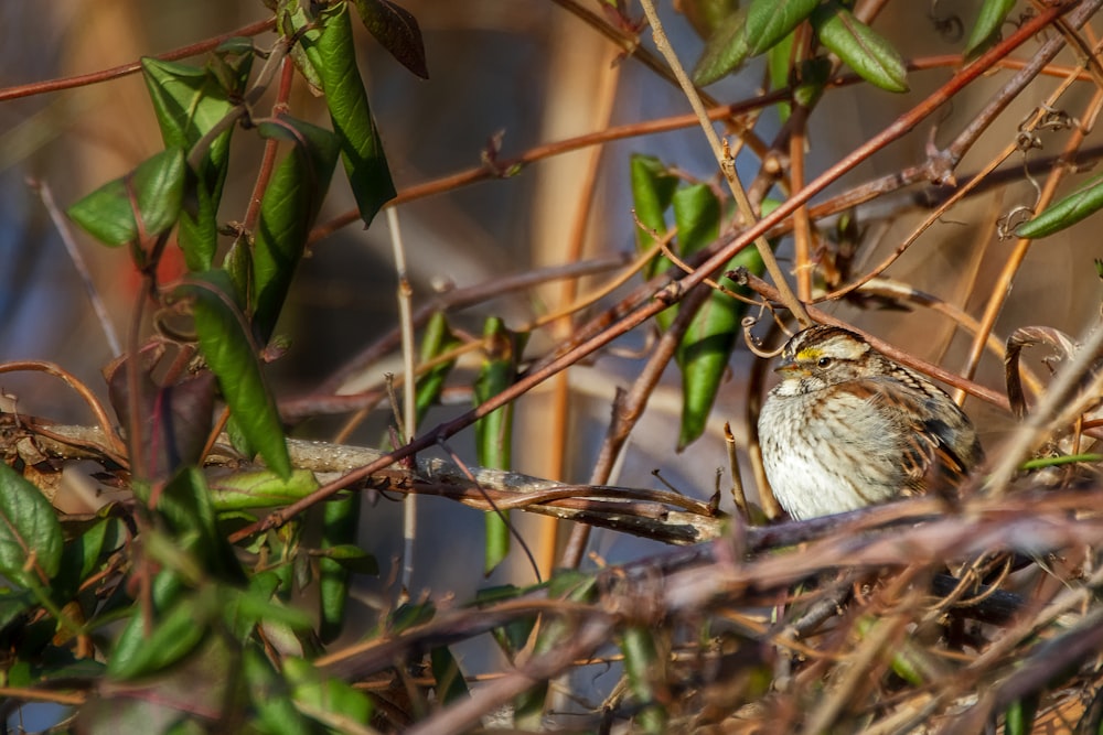 white and brown bird on green plant