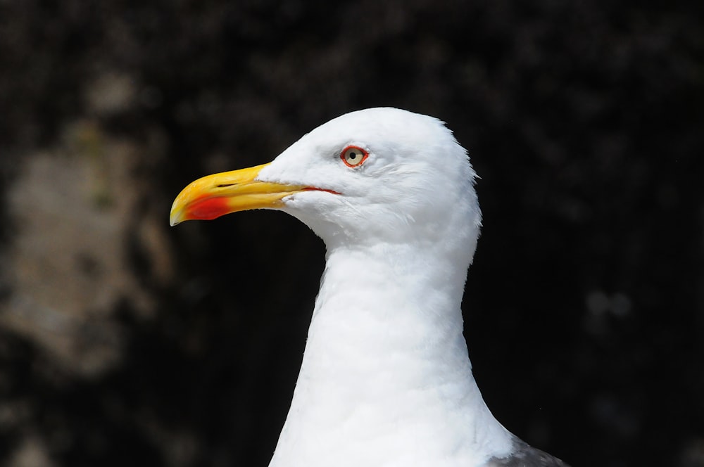 white bird with yellow beak