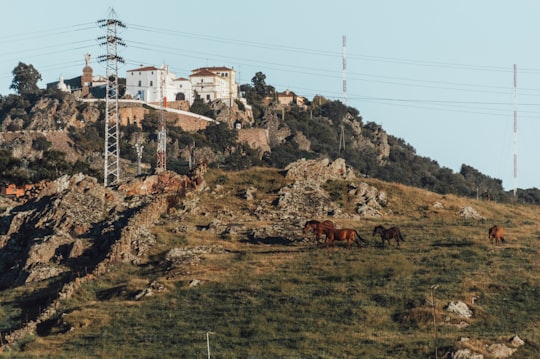 brown cow on green grass field during daytime in Cáceres Spain