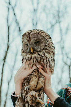 A friendly owl mascot gently guiding a senior using a tablet in a cozy living room.