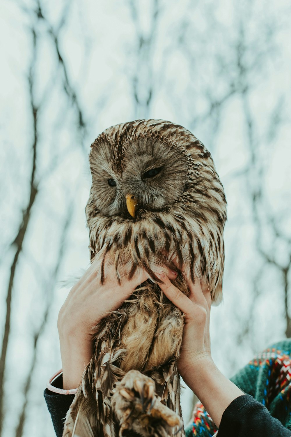 brown owl on persons hand