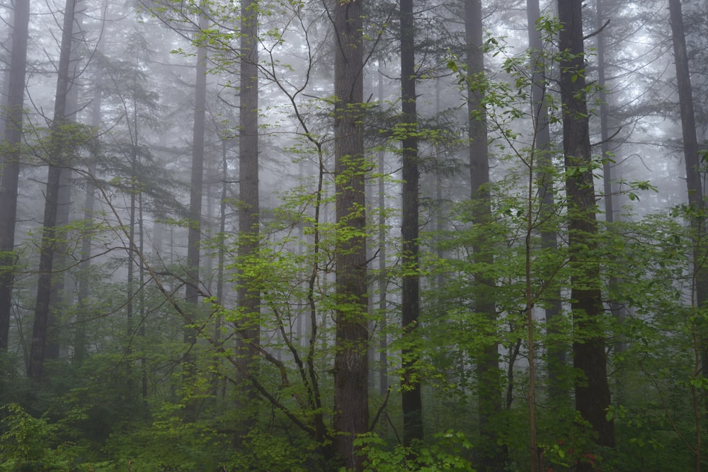 Grüne Bäume im Wald tagsüber