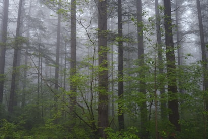 A misty forest scene with tall trees and lush green foliage. The atmosphere is serene and somewhat mysterious, with fog diffusing light and creating a soft, muted effect.