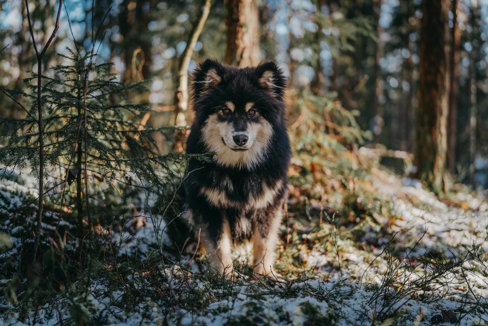 Sony a7R III + Sigma 35mm F1.2 DG DN Art sample photo. Black and brown dog photography