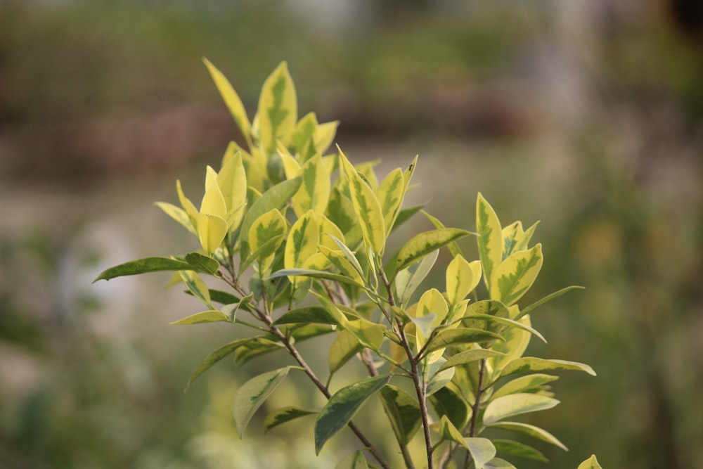 green leaves in tilt shift lens