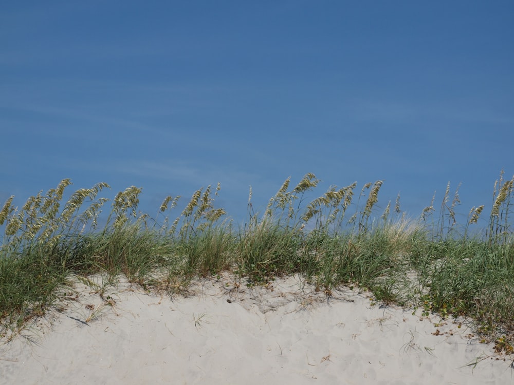 hierba verde sobre arena blanca durante el día