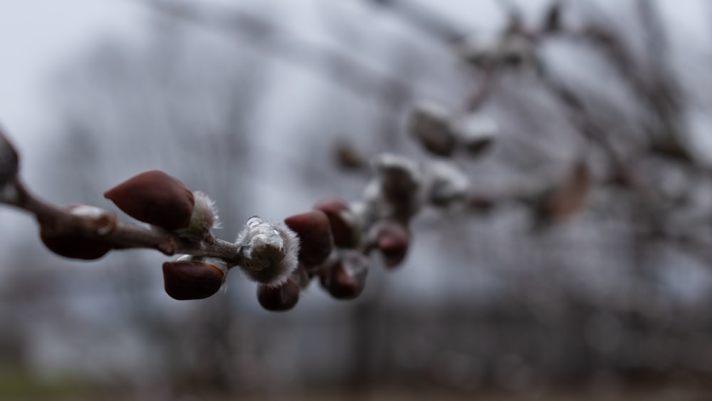 brown and white plant stem