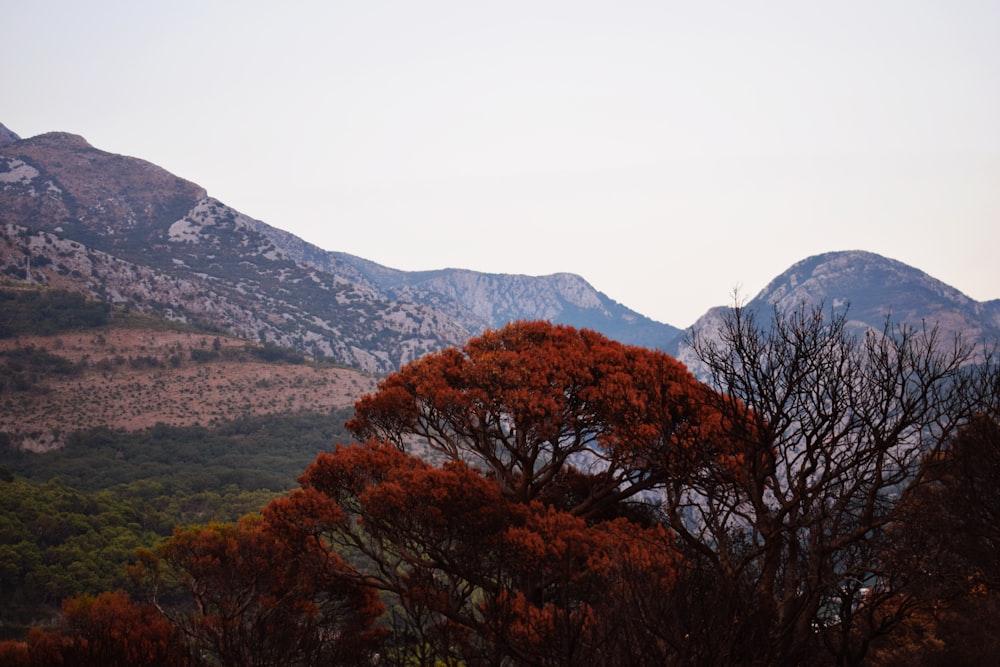 brown trees near mountain during daytime