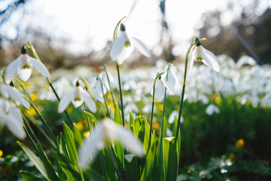 white flowers with green leaves during daytime