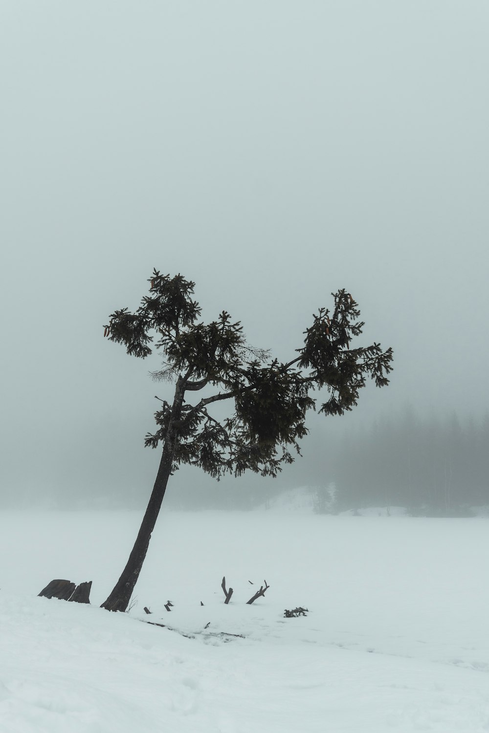 green tree on snow covered ground during daytime