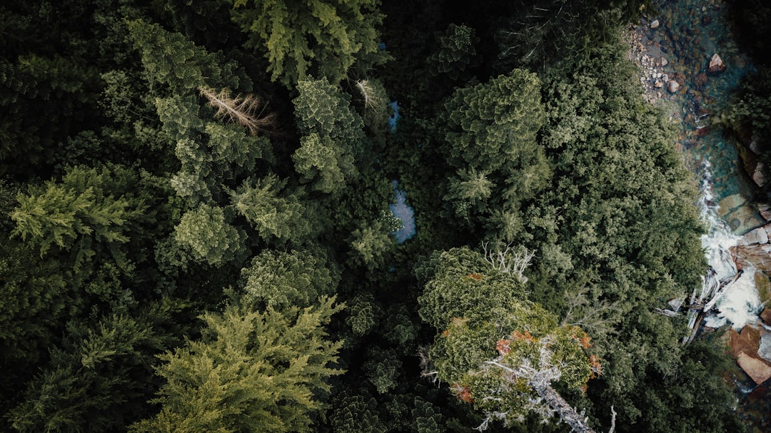 green trees and blue flowers