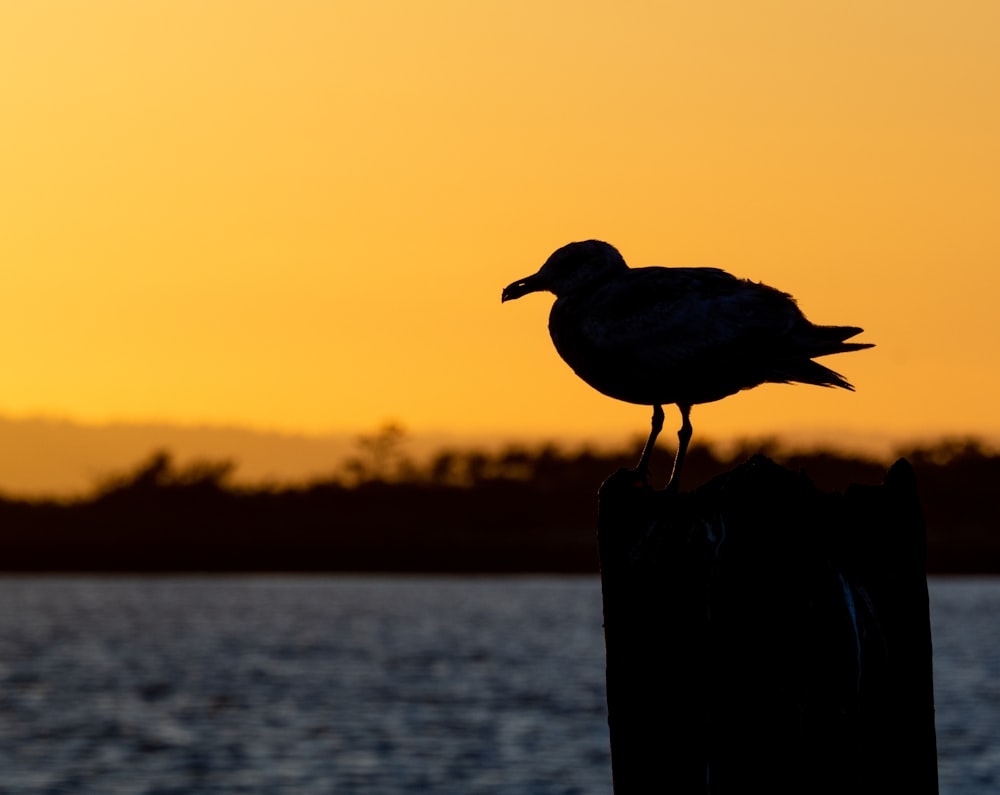 Silueta de pájaro en poste de madera durante la puesta del sol