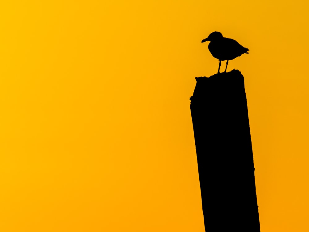 silhouette of bird on top of a post