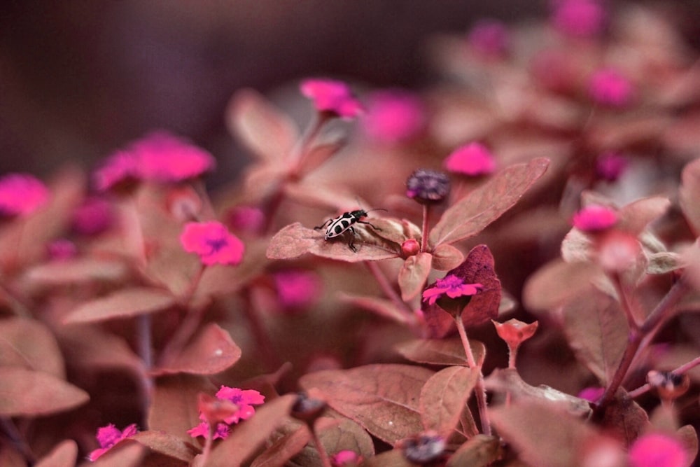 black and brown ant on pink flower