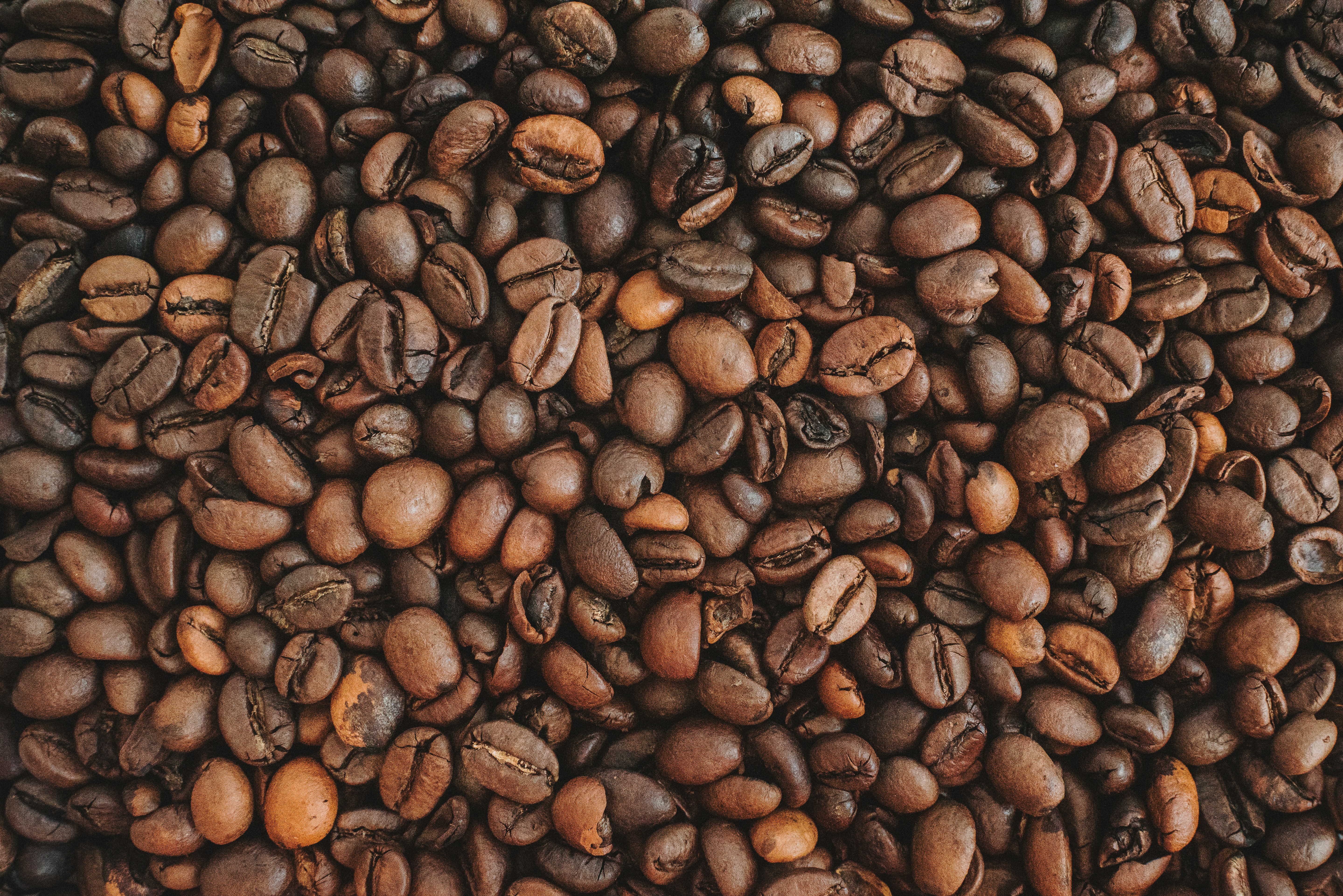 The Ultimate Guide to Excelsa Coffee Beans