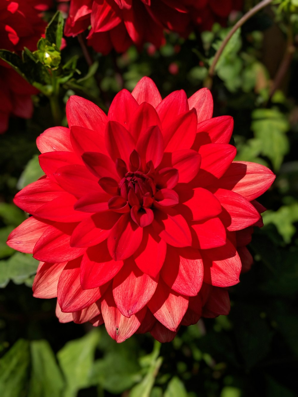 red flower in tilt shift lens