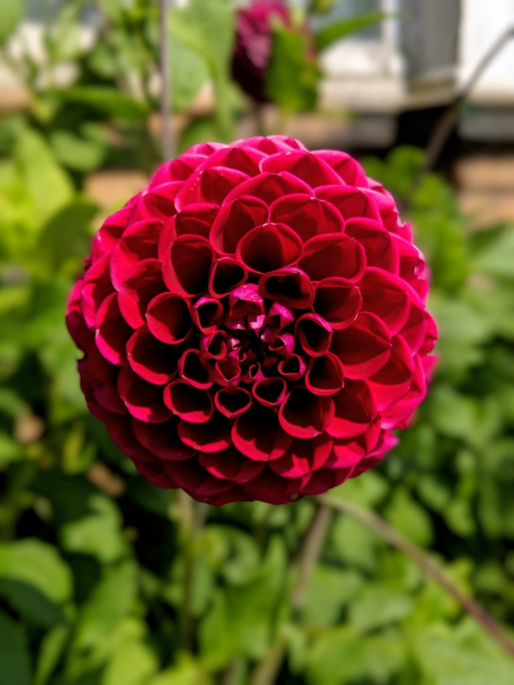 red flower in tilt shift lens