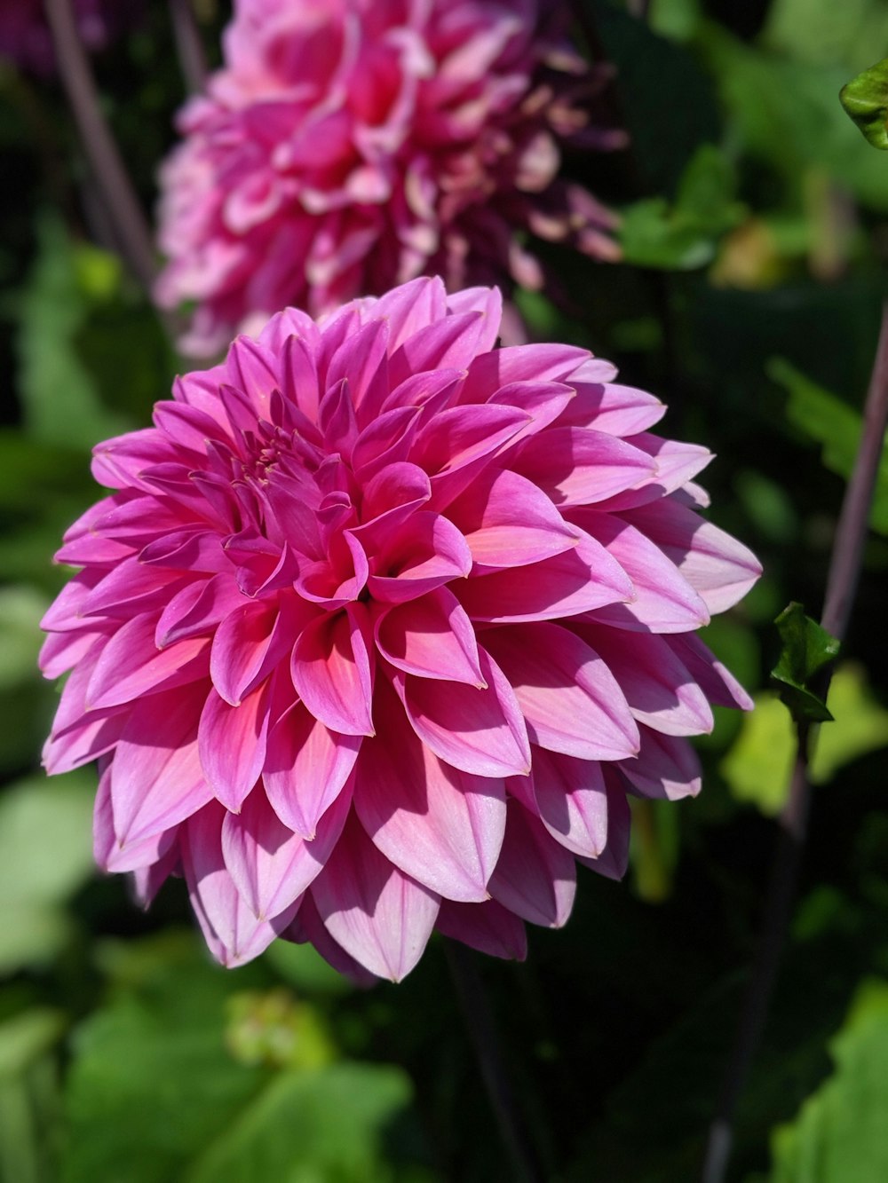 pink flower in tilt shift lens