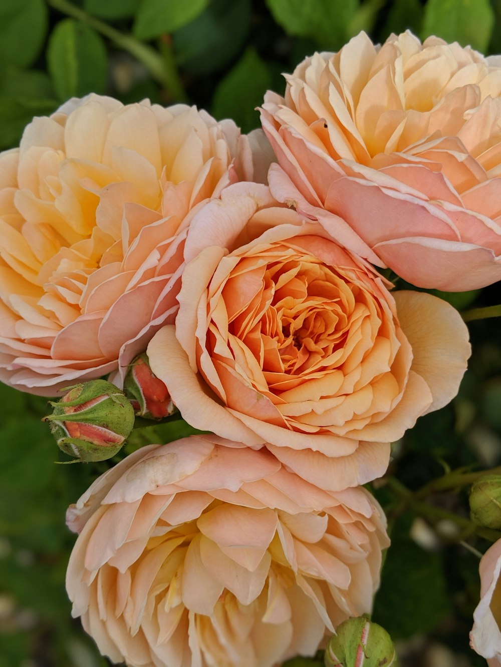 yellow rose in bloom during daytime