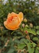 orange rose in bloom during daytime