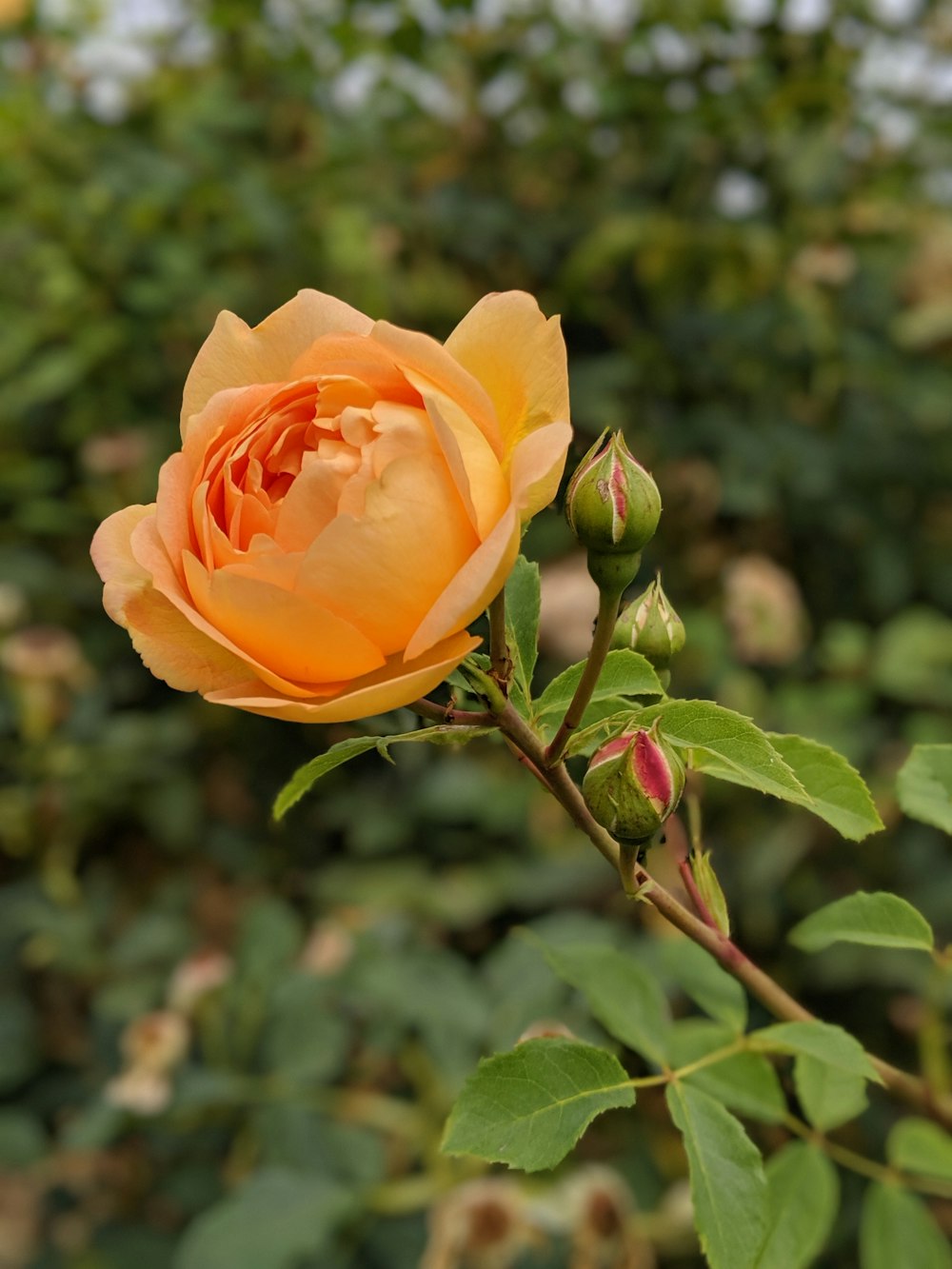 orange rose in bloom during daytime