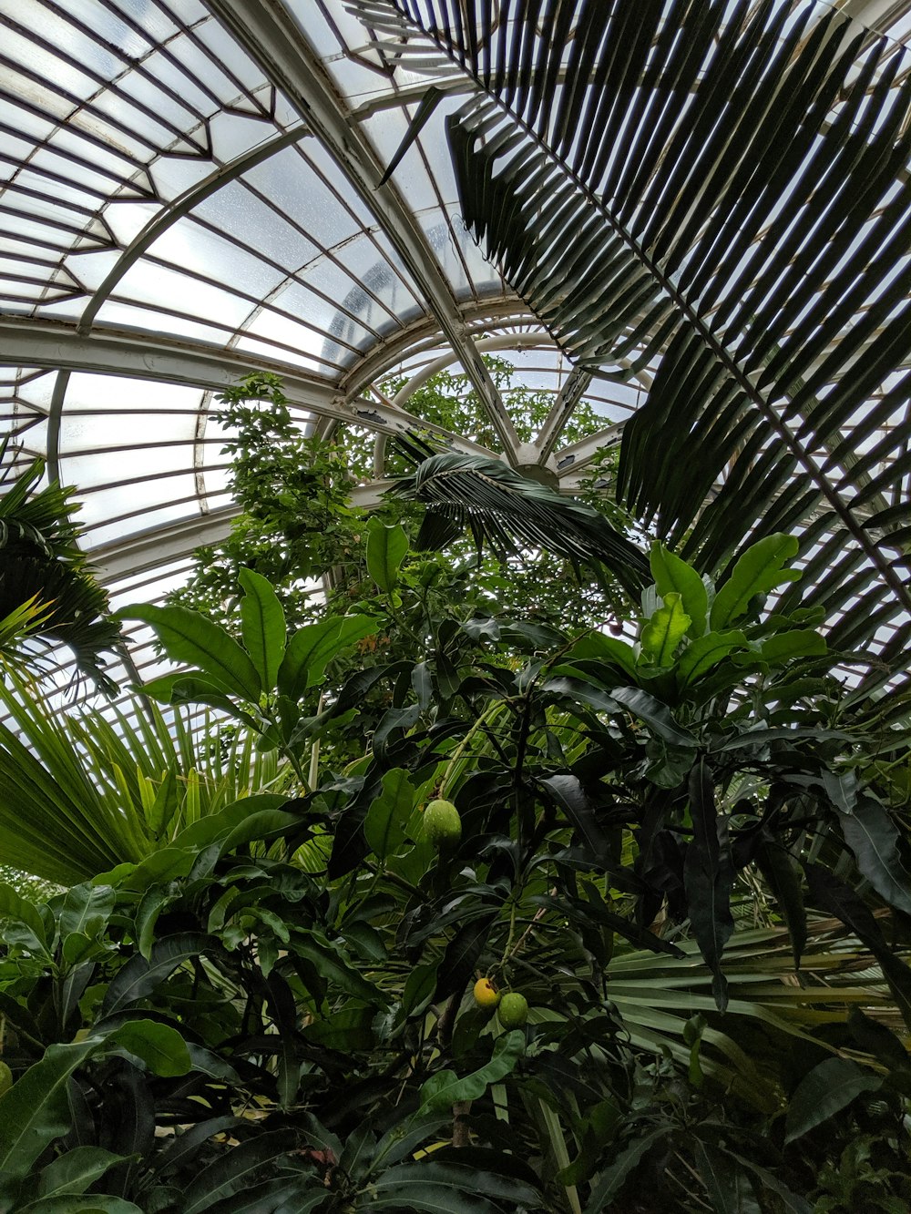 planta de folha verde dentro da estufa