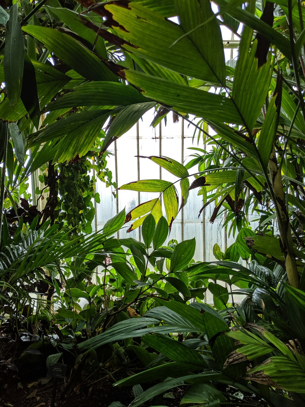 green banana tree during daytime