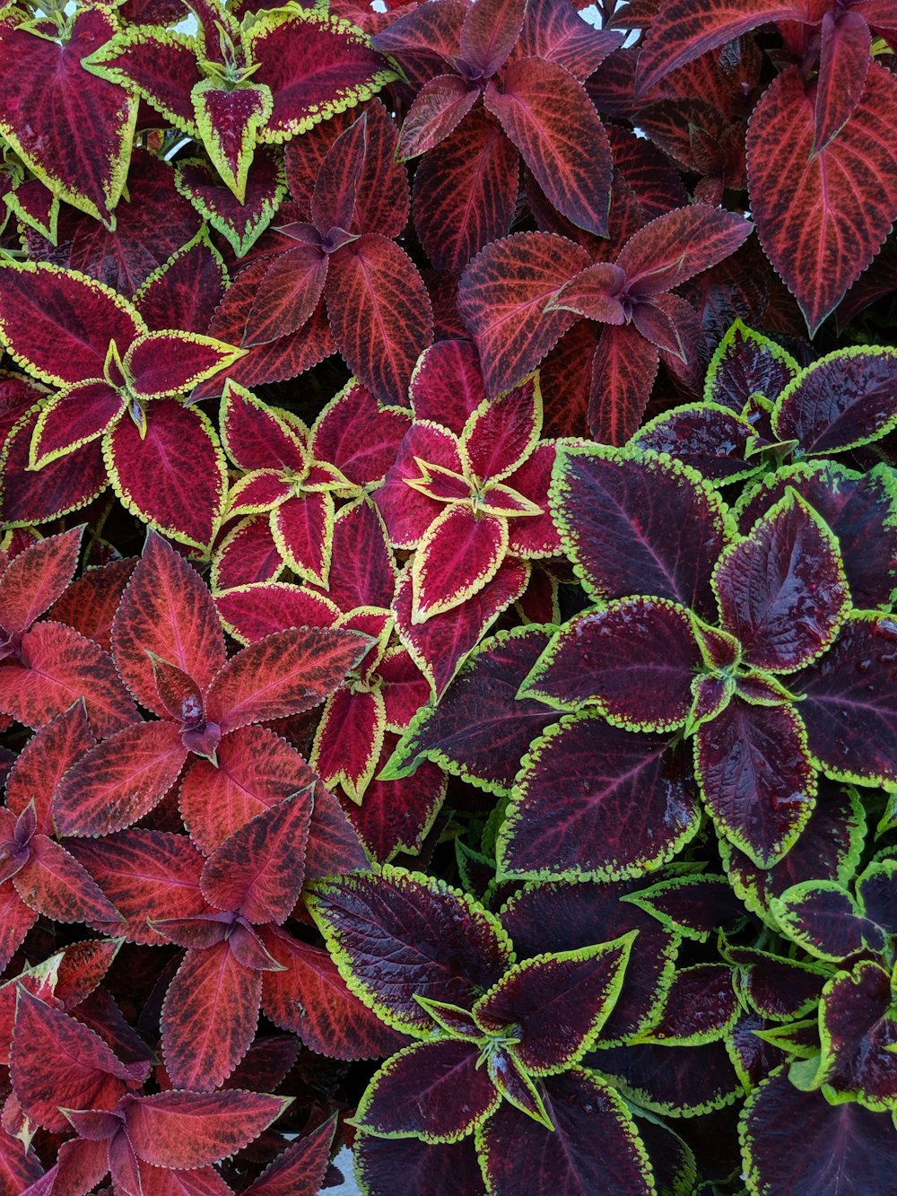 purple and green leaves plant