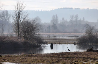 A misty wetland with herons and other water birds in early morning light.