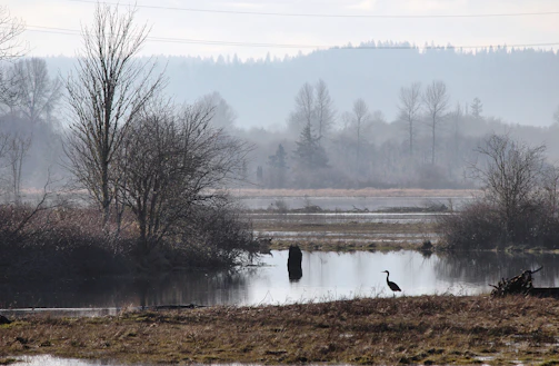 A misty wetland with herons and other water birds in early morning light.