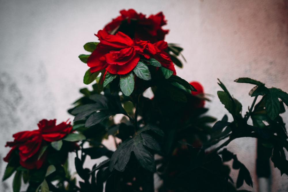 red rose in bloom beside white wall