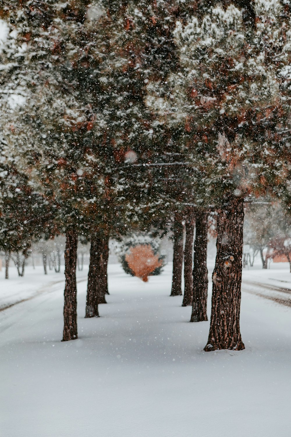 Árbol marrón en suelo cubierto de nieve durante el día