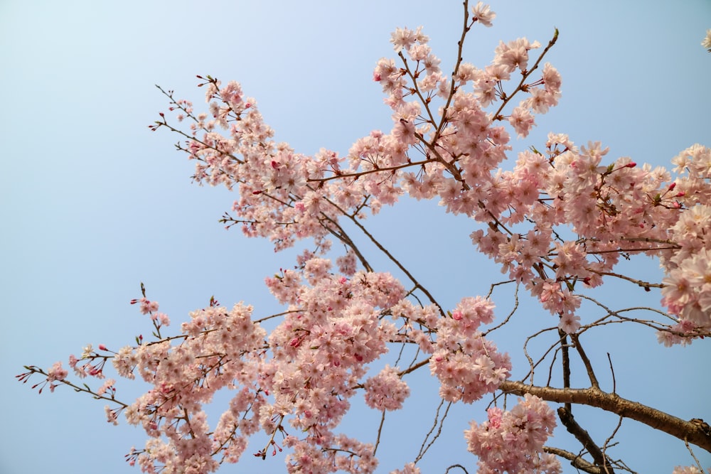 pink cherry blossom tree under blue sky during daytime