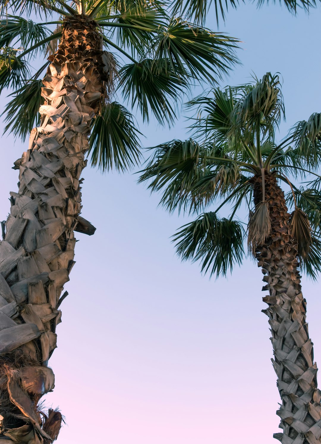 green palm tree under blue sky during daytime