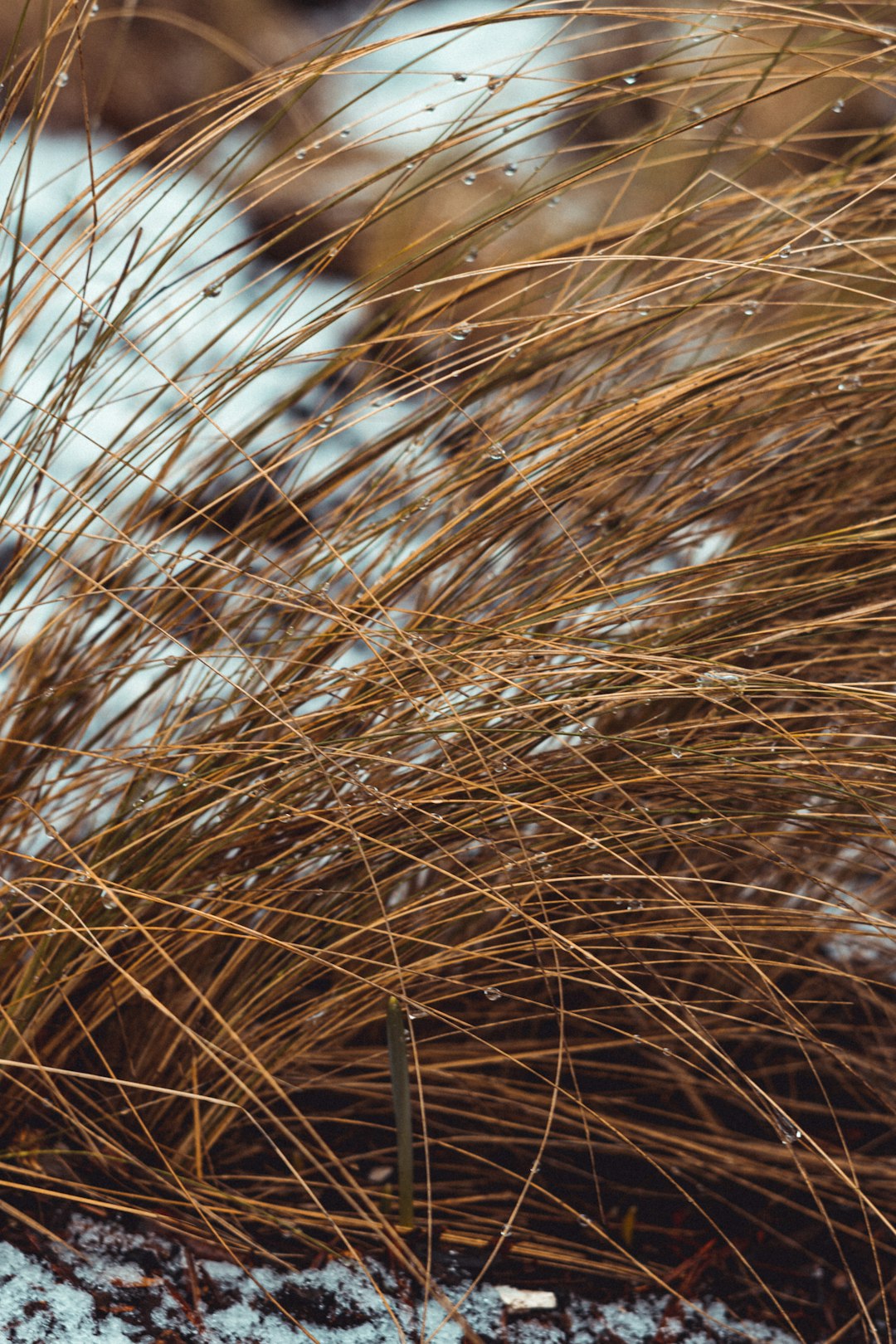 brown wheat in close up photography