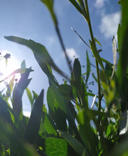 A vibrant snapshot capturing a moment of inspiration with sunlight filtering through leaves.