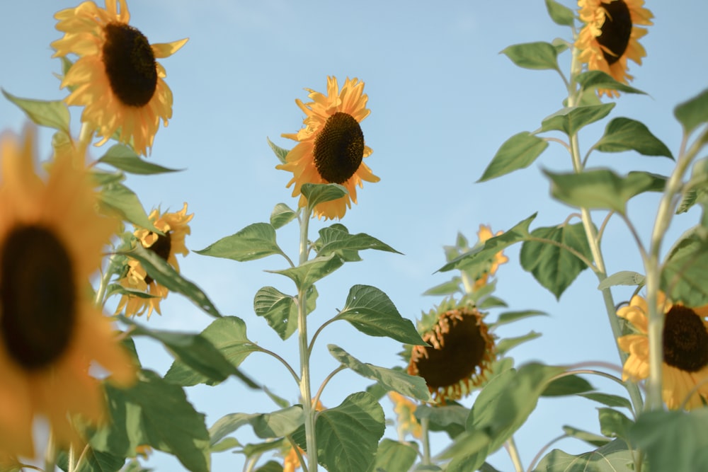 yellow sunflower in close up photography