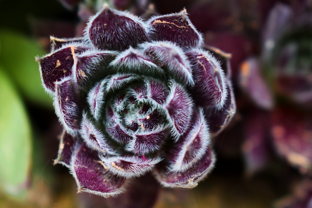 green and pink plant in close up photography