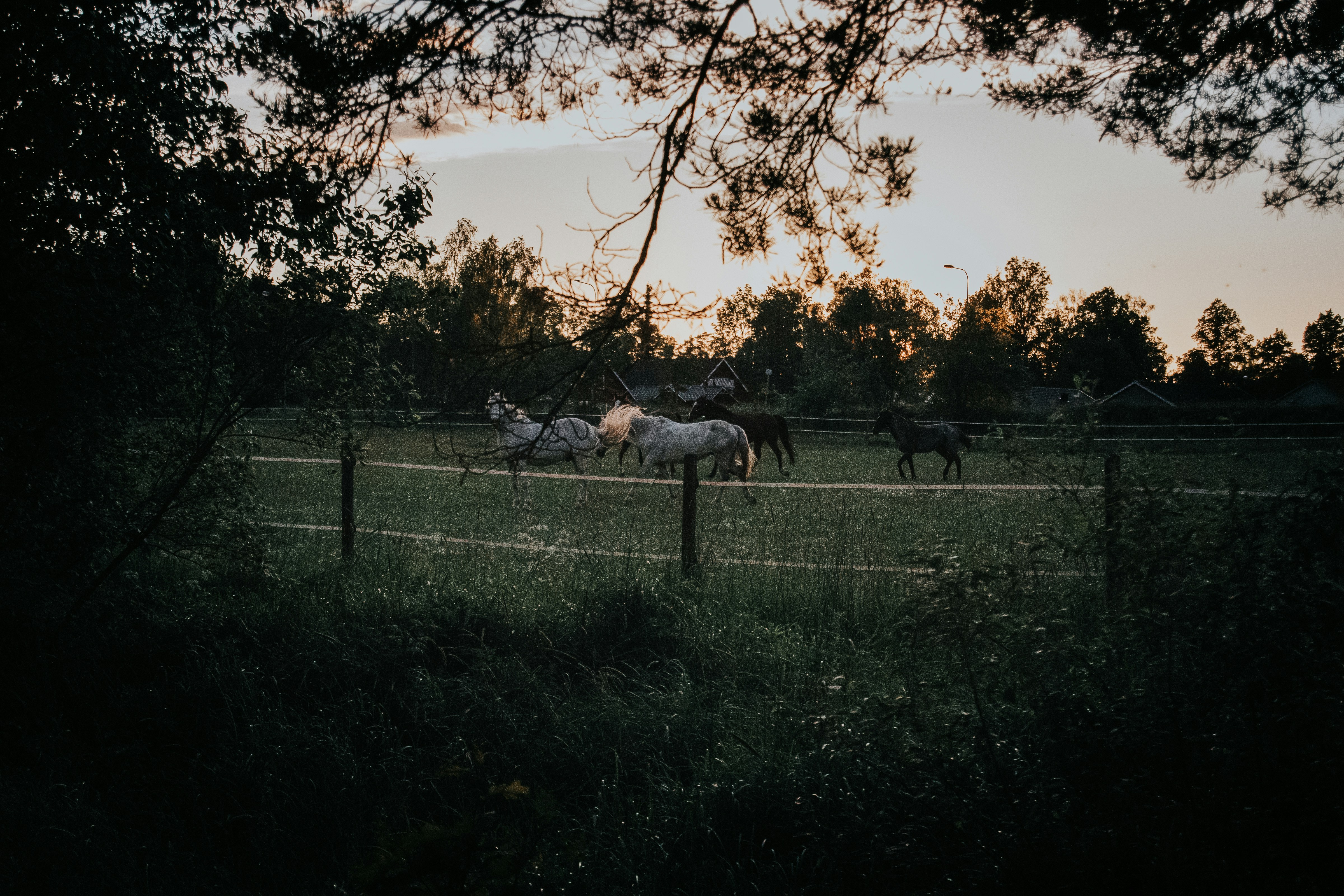 El Rodeo Roanoke Menu