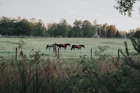 brown horses on green grass field during daytime