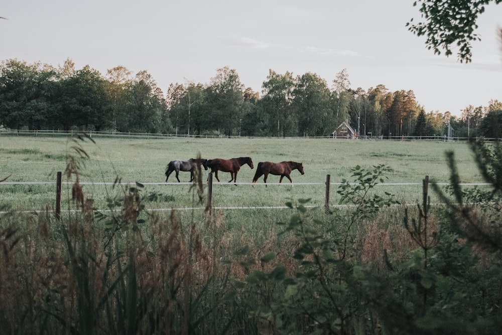 brown horses on green grass field during daytime