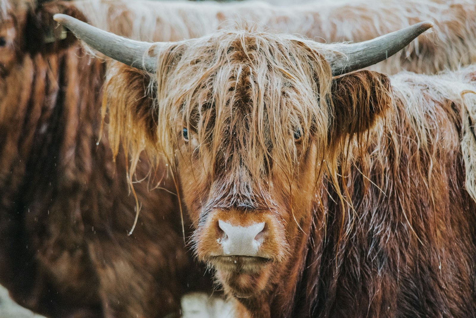 Nikon D810 + Tamron SP 70-300mm F4-5.6 Di VC USD sample photo. Brown cow on white photography