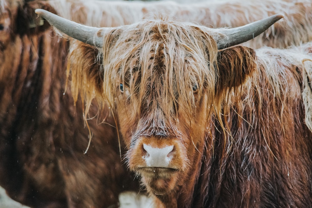 brown cow on white snow