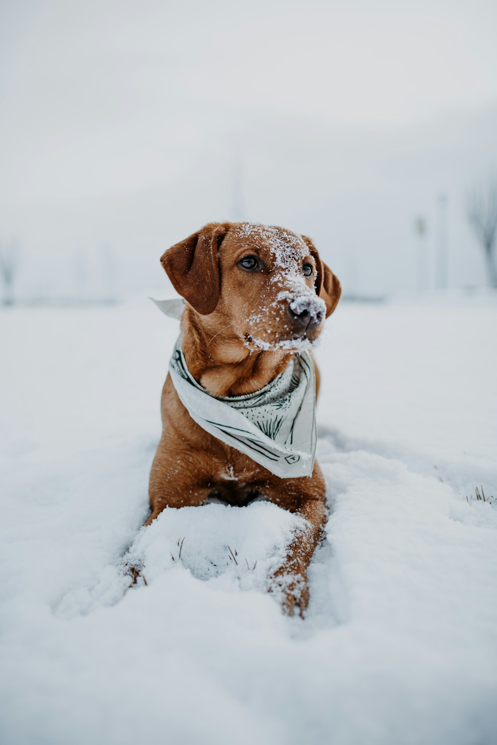 brown short coated dog in white and blue jacket on snow covered ground during daytime